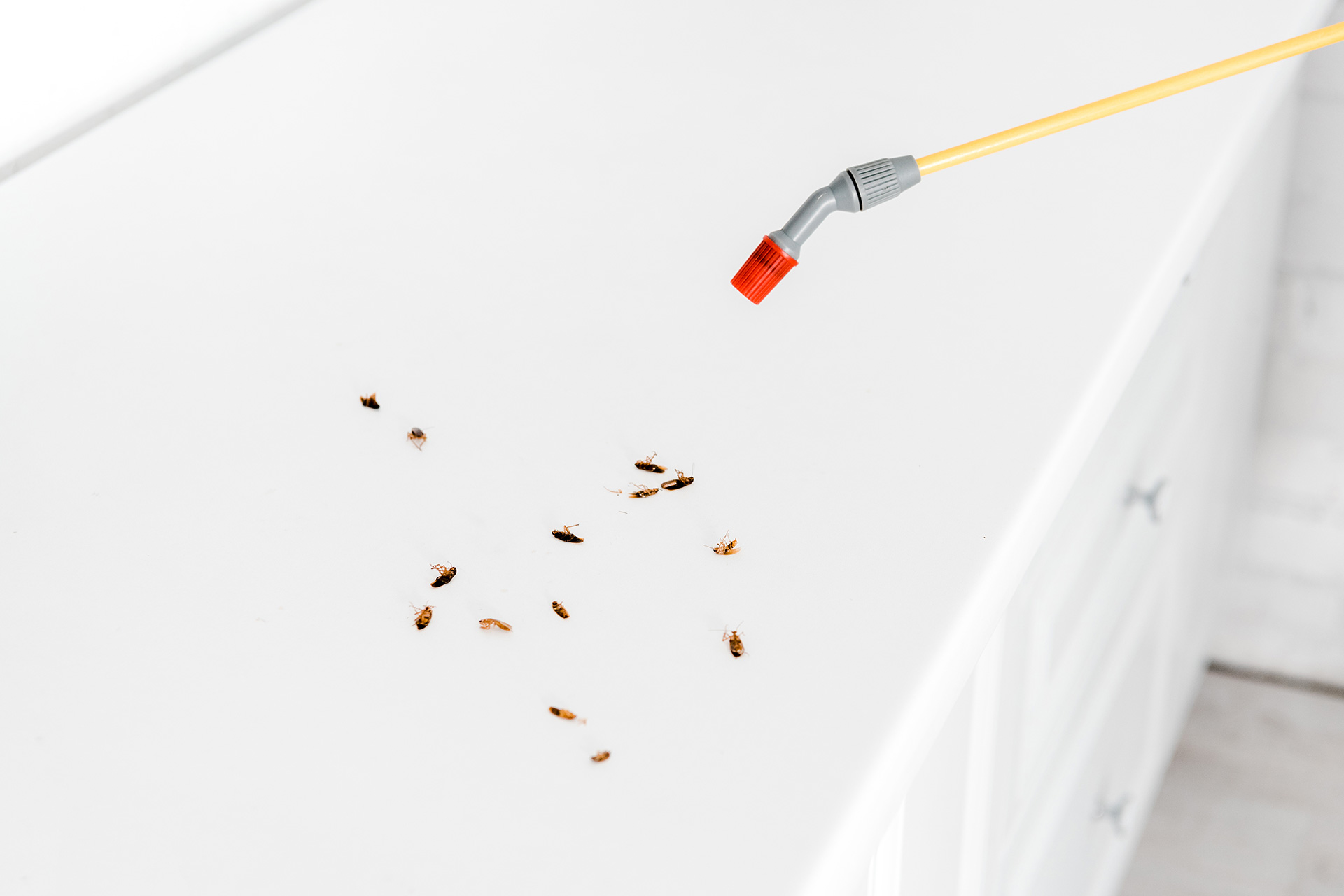 désinfestation insecte-AAN